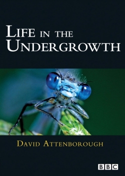 Watch free Life in the Undergrowth movies Hd online