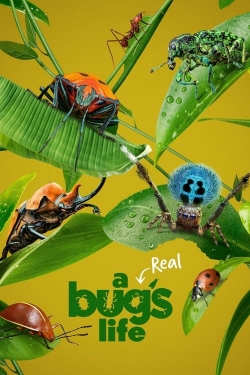 Watch free A Real Bug's Life movies Hd online